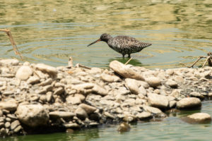 Spotted Redshank (Tringa erythropus)