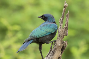 Cape Starling (Lamprotornis nitens)