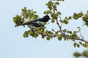 Southern Black-Tit (Melaniparus niger)