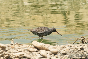 Spotted Redshank (Tringa erythropus)