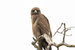 Wahlberg’s Eagle (Hieraaetus wahlbergi)