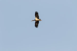 Abdim’s Stork (Ciconia abdimii)
