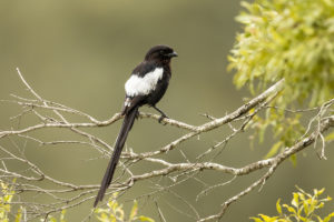 Magpie Shrike (Corvinella melanoleuca)