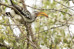 Southern Yellow-billed Hornbill (Tockus leucomelas)