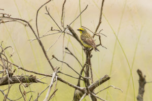 Yellow-fronted Canary (Crithagra mozambica)