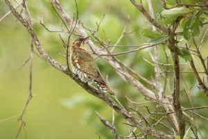 Dideric Cuckoo (Chrysococcyx caprius)