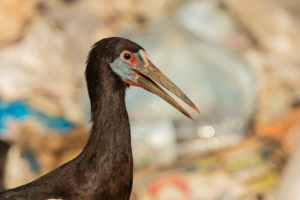 Abdim’s Stork (Ciconia abdimii)