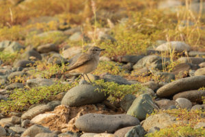 Persian Wheatear (Oenanthe chrysopygia)