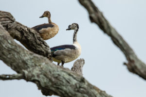 Knob-billed Duck (Sarkidiornis melanotos)