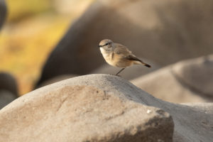 Persian Wheatear (Oenanthe chrysopygia)