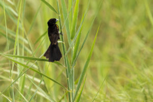 White-winged Widowbird (Euplectes albonotatus)