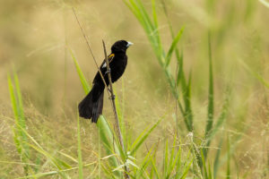 White-winged Widowbird (Euplectes albonotatus)