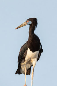 Abdim’s Stork (Ciconia abdimii)