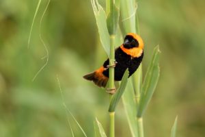 Southern Red Bishop (Euplectes orix)