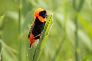 Southern Red Bishop (Euplectes orix)