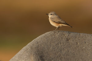 Persian Wheatear (Oenanthe chrysopygia)