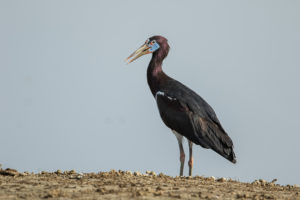 Abdim’s Stork (Ciconia abdimii)