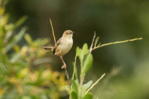 Tawny-flanked Prinia (Prinia subflava)