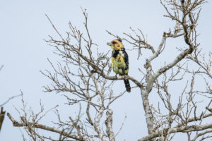 Crested Barbet (Trachyphonus vaillantii)