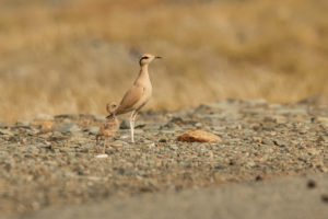 Cream-colored Courser (Cursorius cursor)