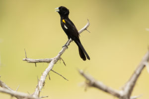 White-winged Widowbird (Euplectes albonotatus)