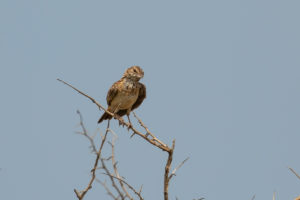 Sabota Lark (Calendulauda sabota)