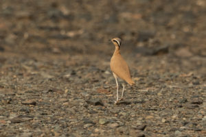 Cream-colored Courser (Cursorius cursor)