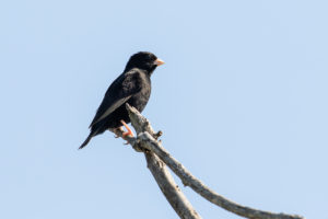 Variable Indigobird (Vidua funerea)