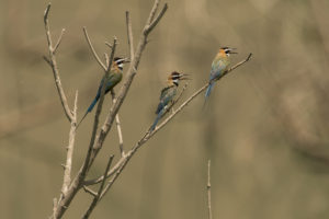 White-throated Bee-eater (Merops albicollis)