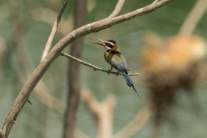 White-throated Bee-eater (Merops albicollis)