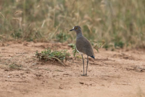 Black-winged Lapwing (Vanellus melanopterus)