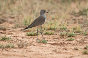 Black-winged Lapwing (Vanellus melanopterus)