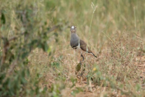 Black-winged Lapwing (Vanellus melanopterus)