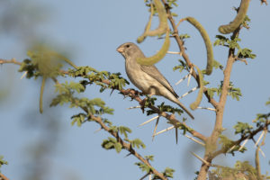 Olive-rumped Serin (Crithagra rothschildi)