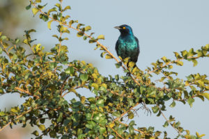 Cape Starling (Lamprotornis nitens)