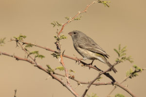 Olive-rumped Serin (Crithagra rothschildi)