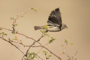 Olive-rumped Serin (Crithagra rothschildi)