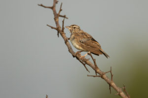 Sabota Lark (Calendulauda sabota)