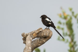 Magpie Shrike (Corvinella melanoleuca)