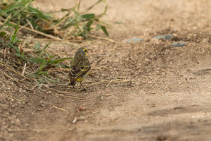 Yellow-fronted Canary (Crithagra mozambica)