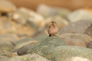 Trumpeter Finch (Bucanetes githagineus)