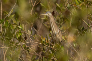 Yellow Bittern (Ixobrychus sinensis)