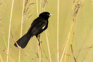 White-winged Widowbird (Euplectes albonotatus)