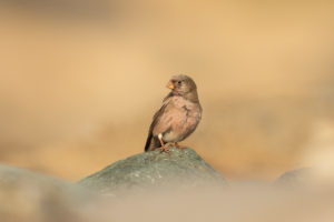 Trumpeter Finch (Bucanetes githagineus)