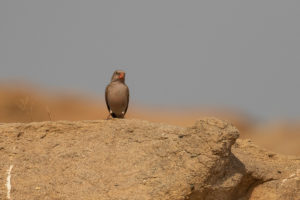 Trumpeter Finch (Bucanetes githagineus)