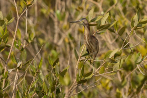 Yellow Bittern (Ixobrychus sinensis)