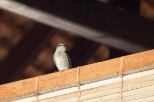 Mascarene Martin (Phedina borbonica)