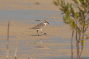 Lesser Sand-Plover (Charadrius mongolus)