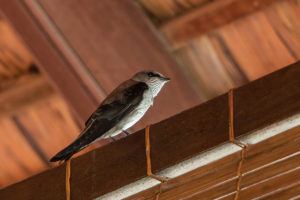 Mascarene Martin (Phedina borbonica)