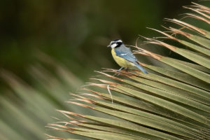 African Blue Tit (Cyanistes teneriffae)